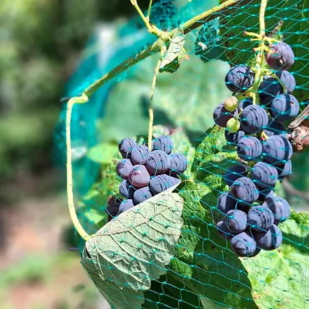 Auszeit Am Steinbichl 度假居 *