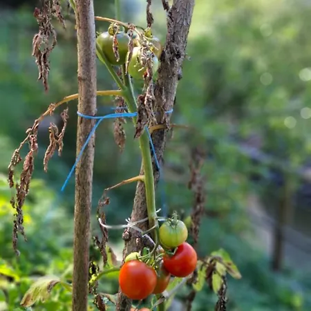 Auszeit Am Steinbichl * Feistritz am Wechsel