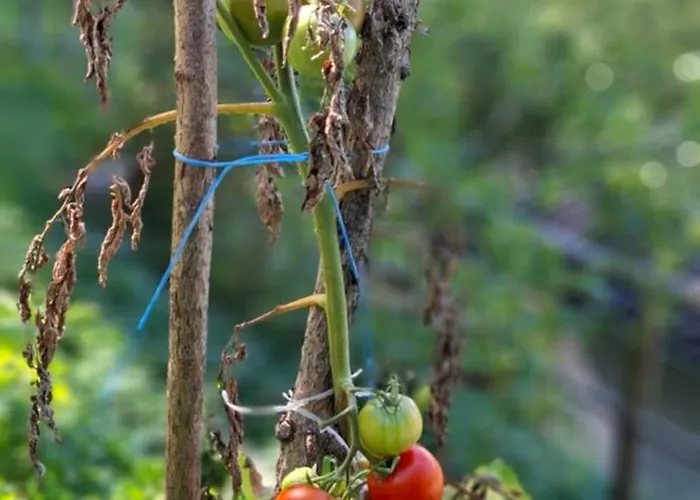 Auszeit Am Steinbichl * Feistritz am Wechsel